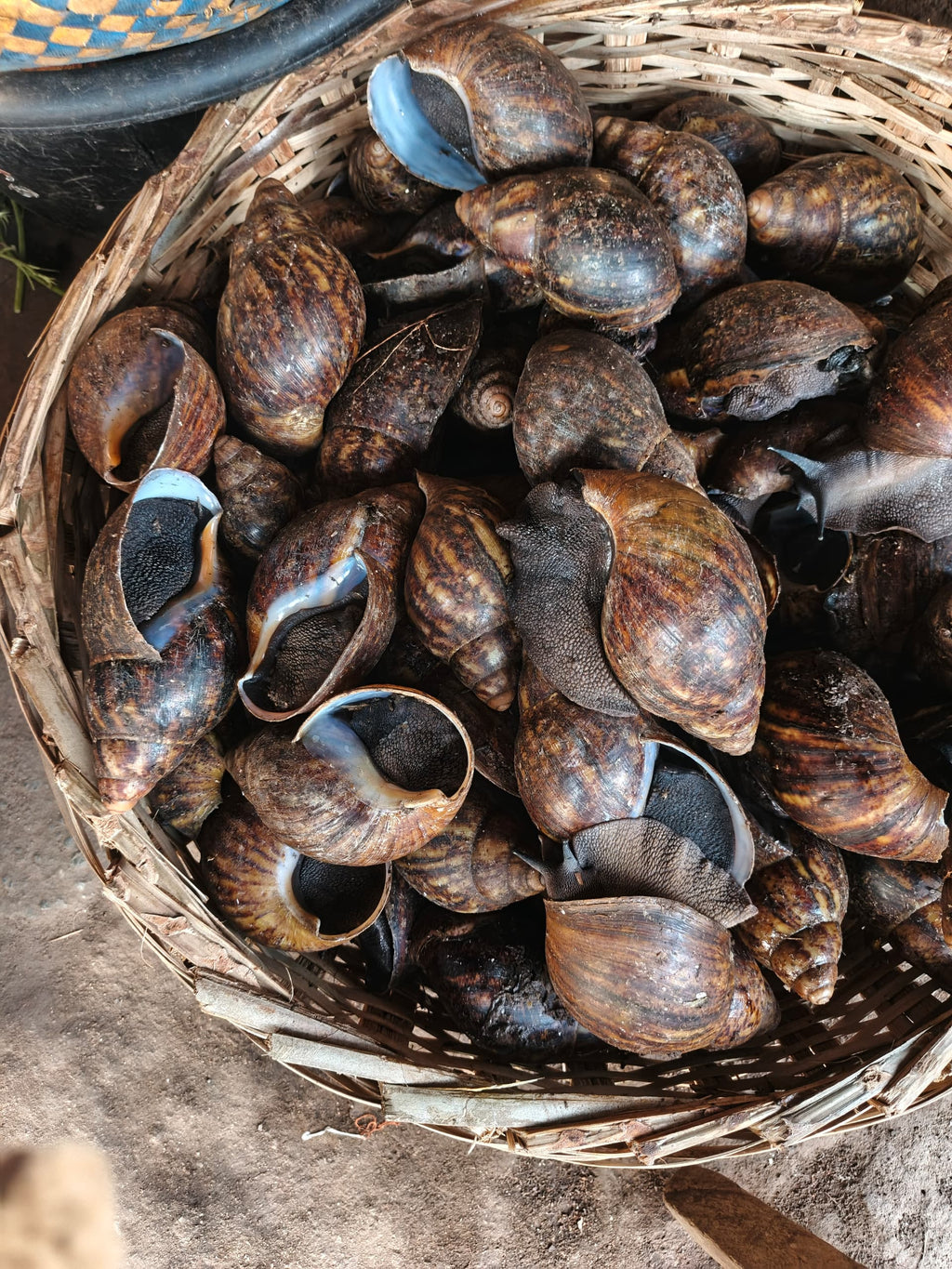 Fresh Frozen African Medium Bush Snails 5 Pieces