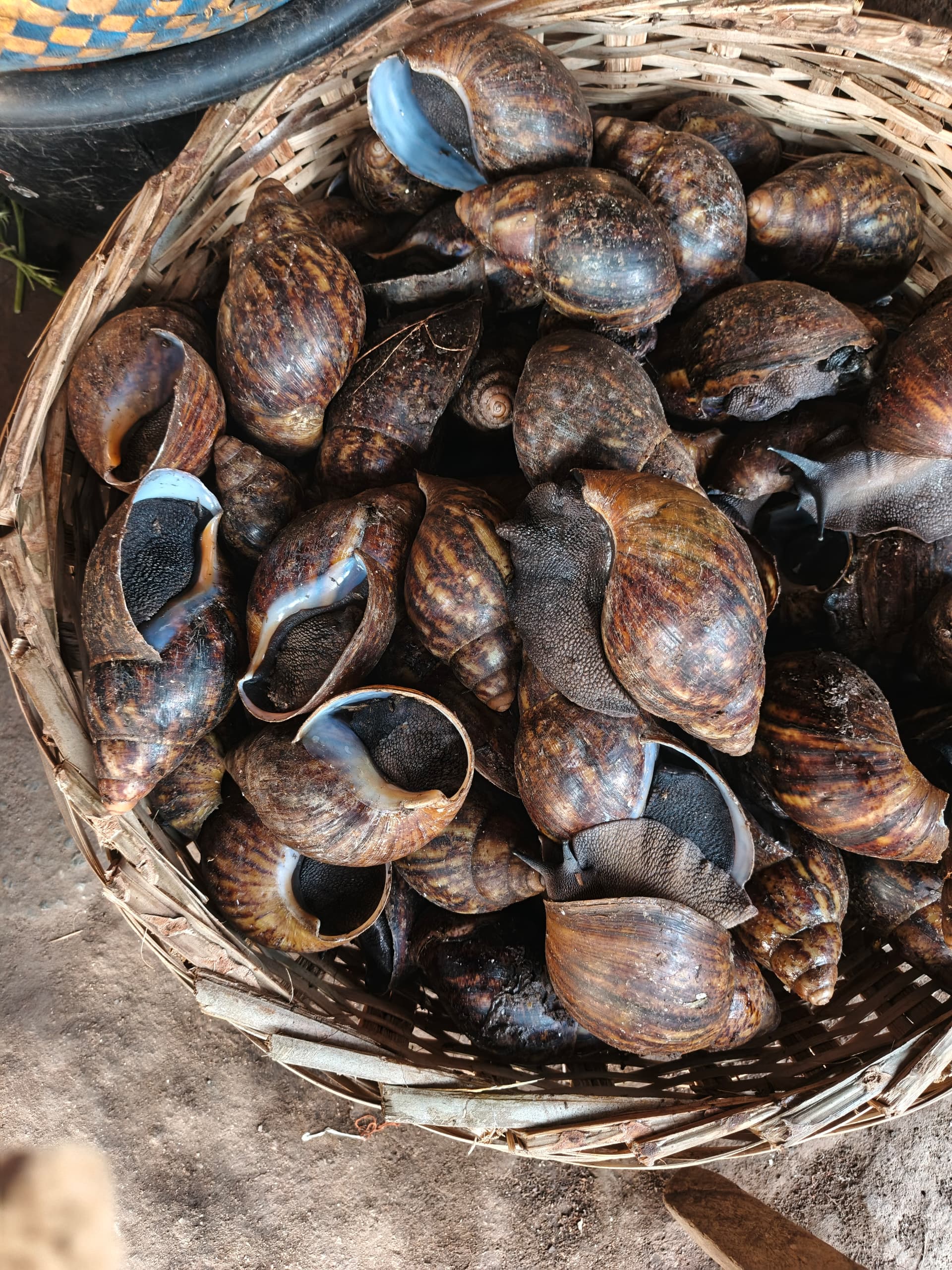 Fresh Frozen African Medium Bush Snails 5 Pieces