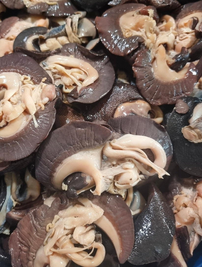 Fresh Frozen African Medium Bush Snails 5 Pieces