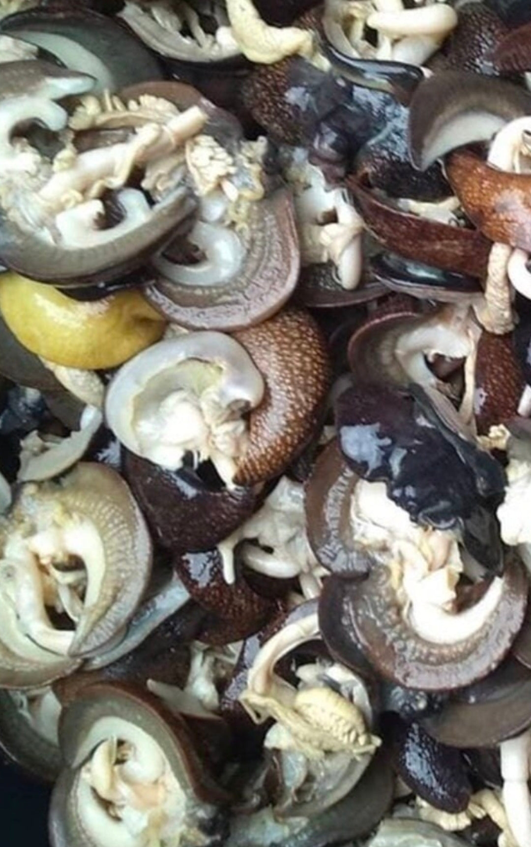 Fresh Frozen African Medium Bush Snails 5 Pieces
