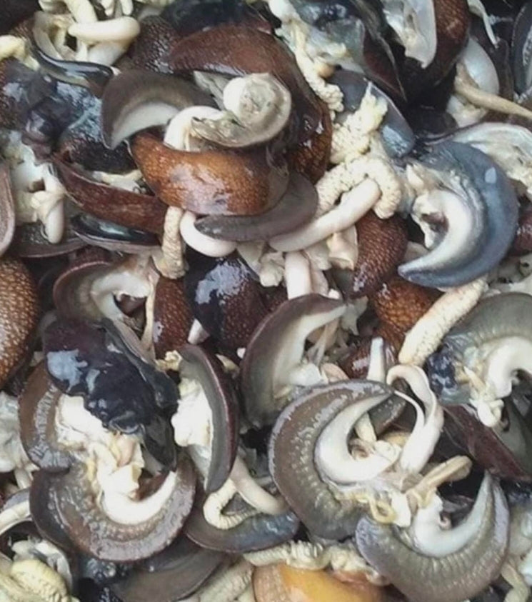 Fresh Frozen African Medium Bush Snails 5 Pieces