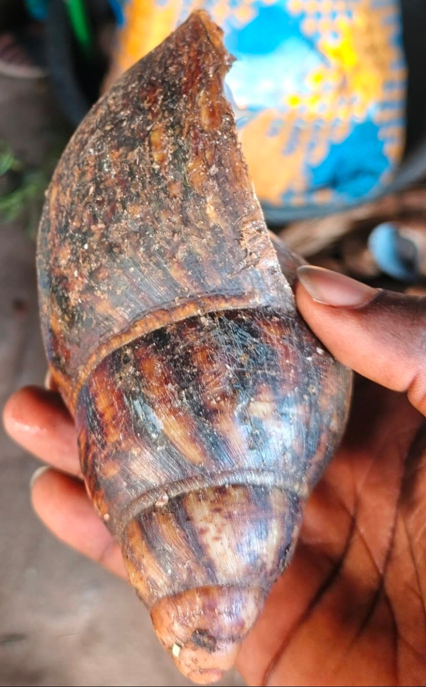 Fresh Frozen African Medium Bush Snails 5 Pieces