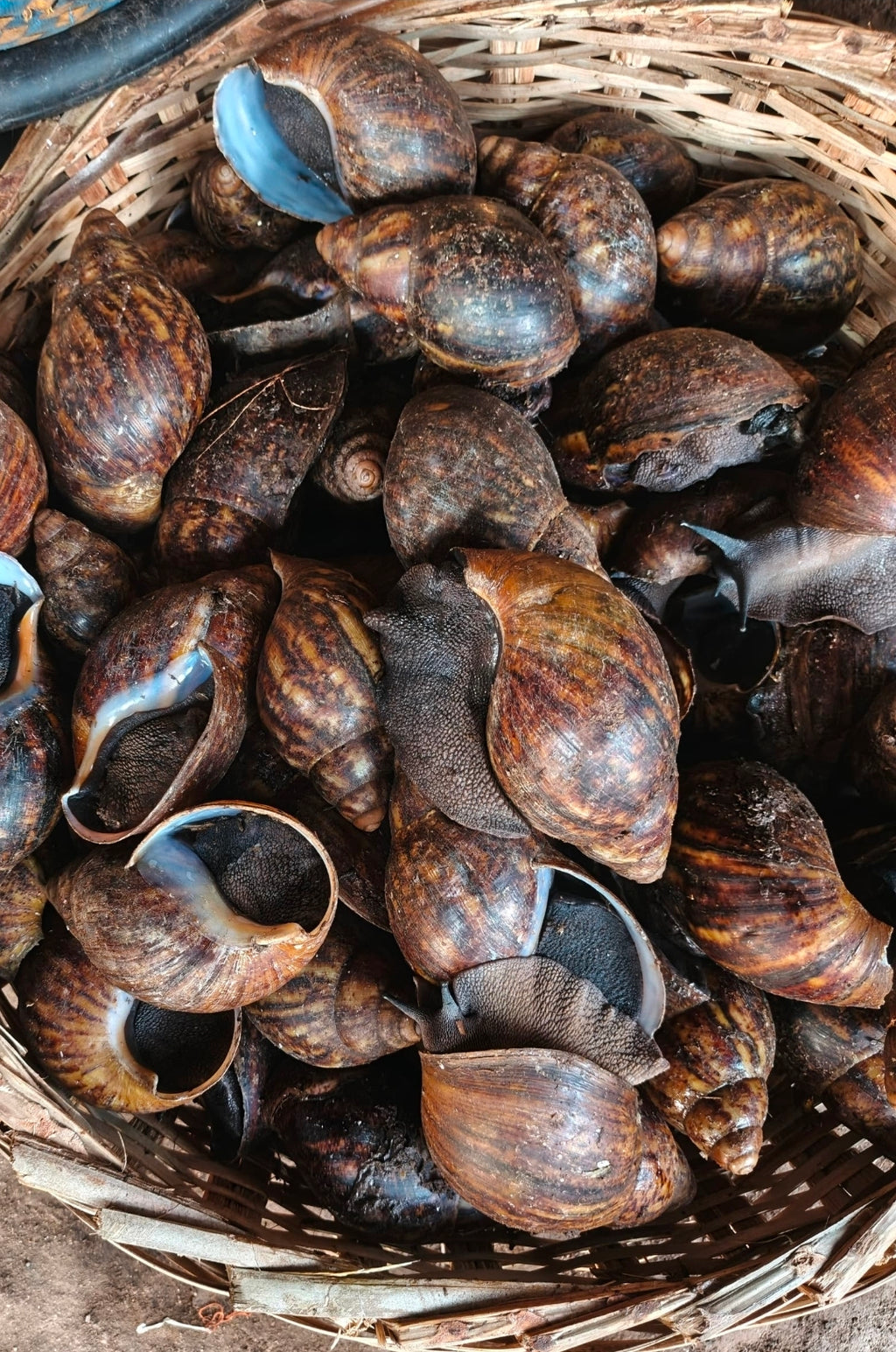 Fresh Frozen African Medium Bush Snails 5 Pieces